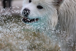 samoyed summer