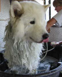 12samoyed parapono
