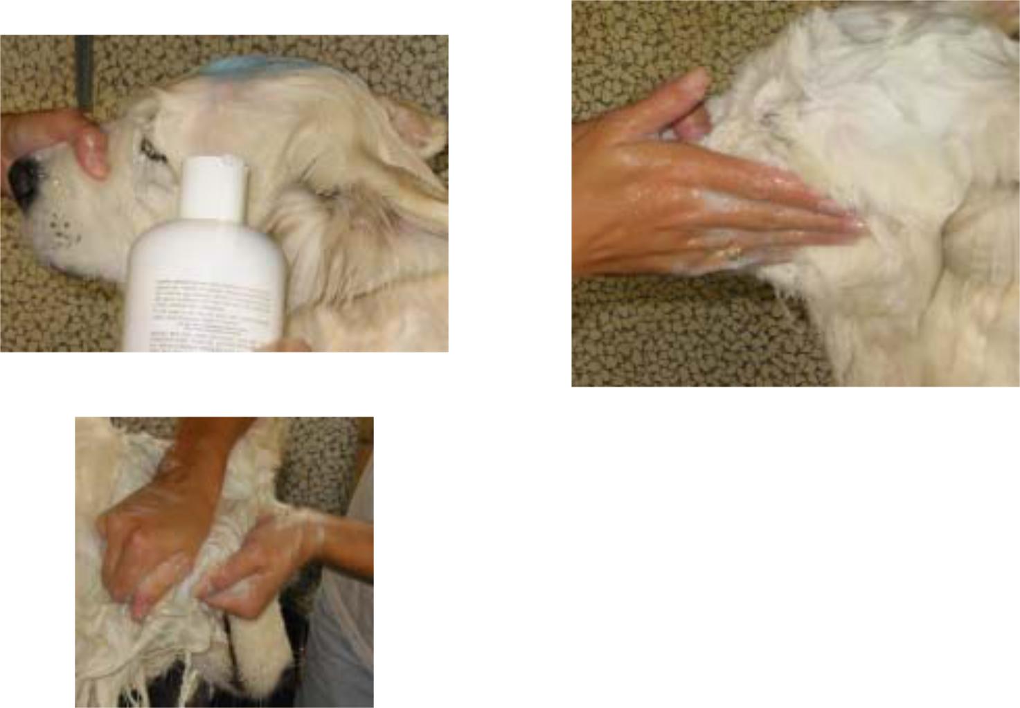 14 samoyed