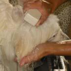 15kseplima samoyed