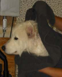16 samoyed petseta