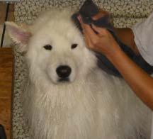 17samoyed stegnoma