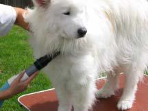 18 samoyed stegnoma