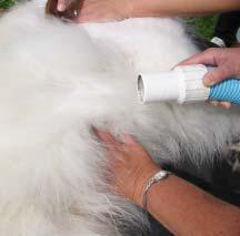 19samoyed fysima