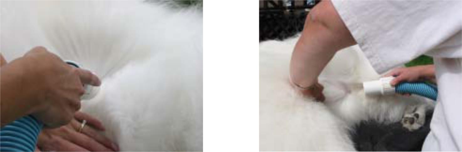 21 samoyed trixes