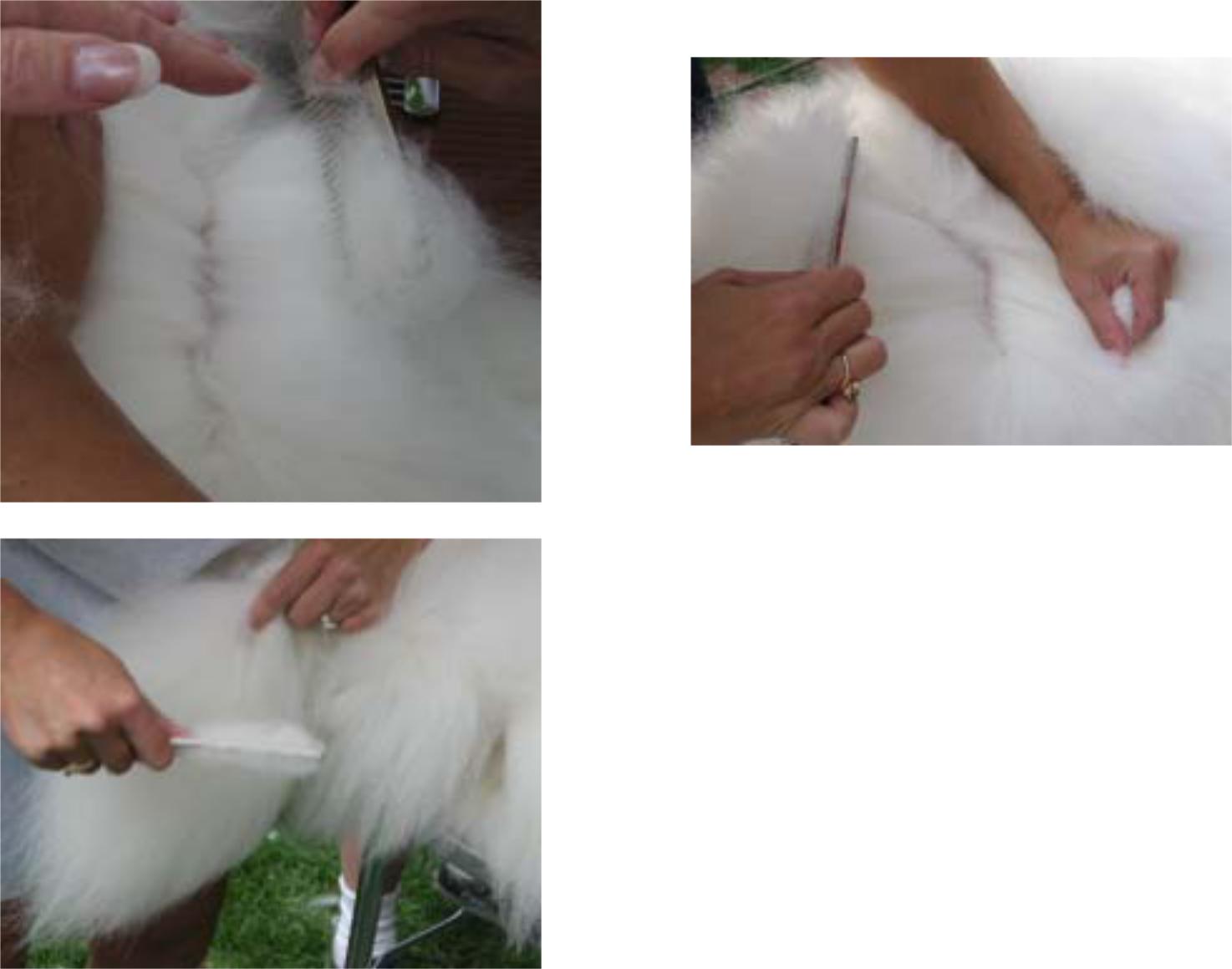 22samoyed bourtsa
