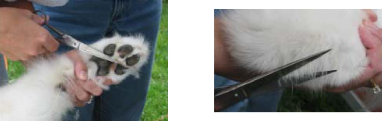 25 samoyed patouses
