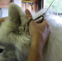 3psalidisma samoyed