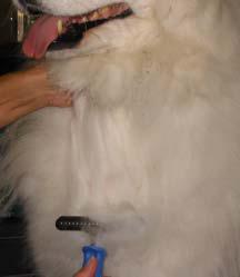 4xtenisma samoyed
