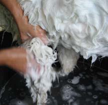 6 sampouan samoyed