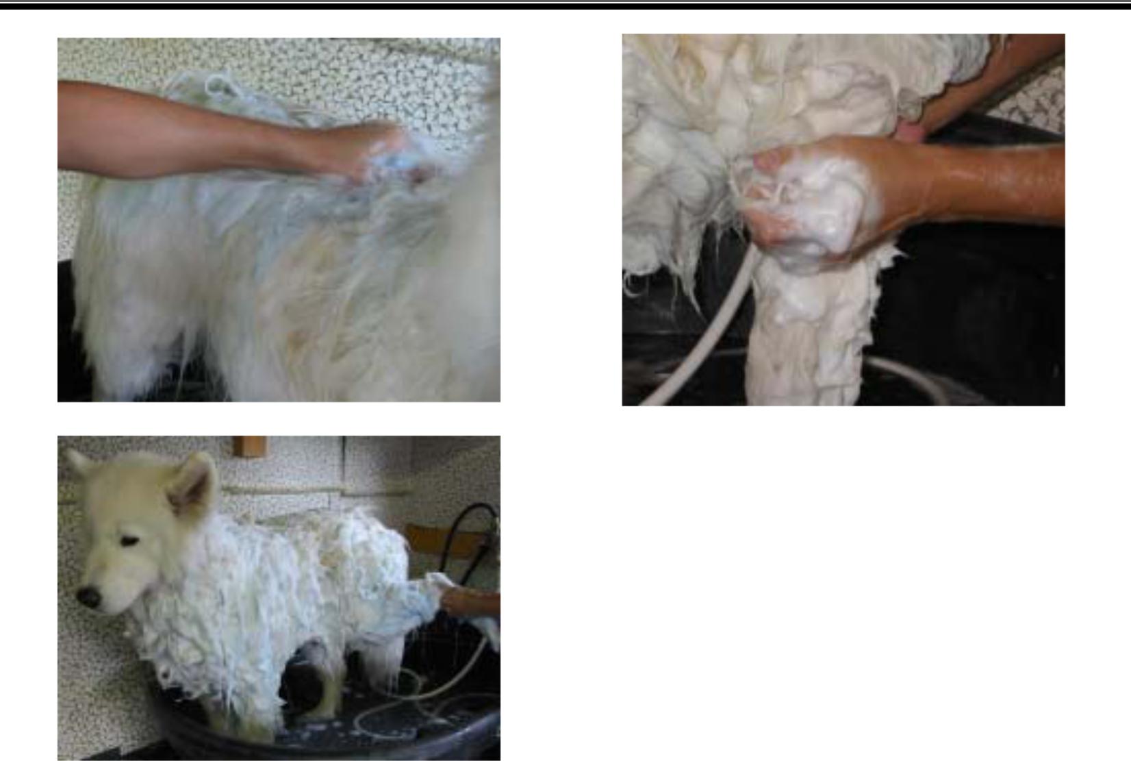 8 lousimo samoyed