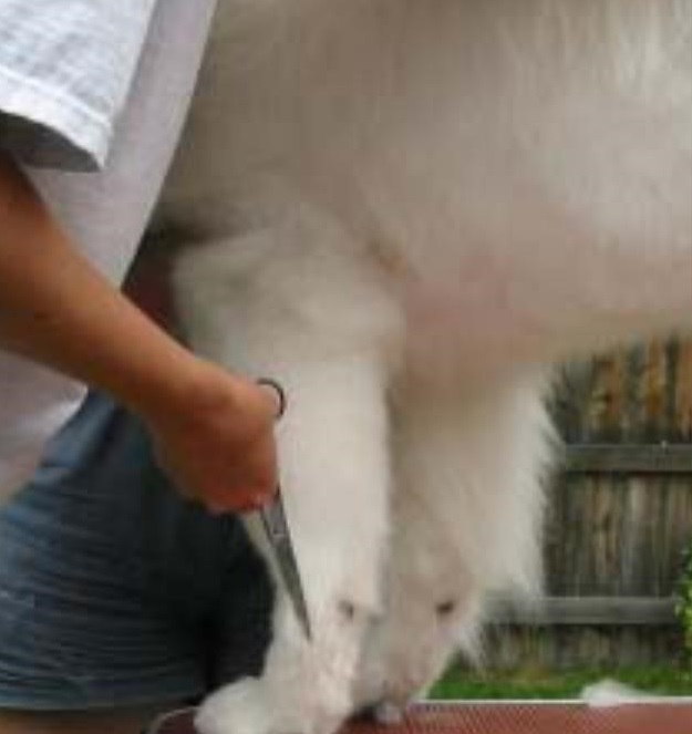 samy1