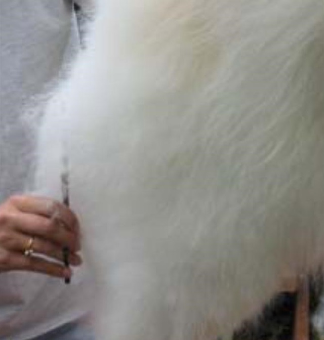samy2
