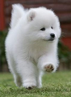 puppy samoyed