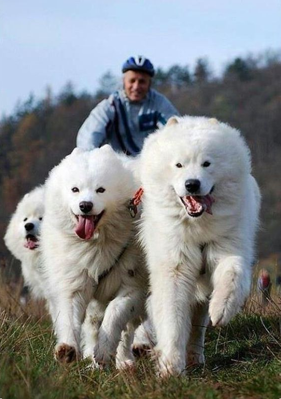 samoyed