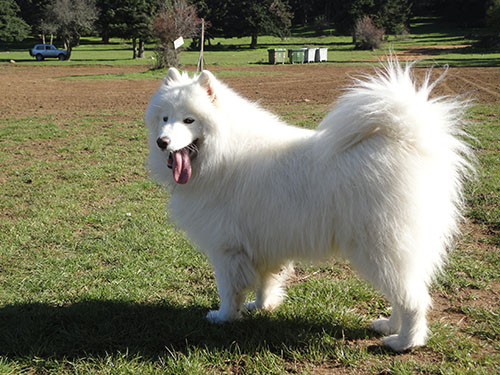 Samoyed Bianca 