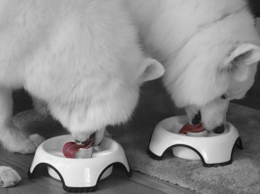 samoyeds trofi