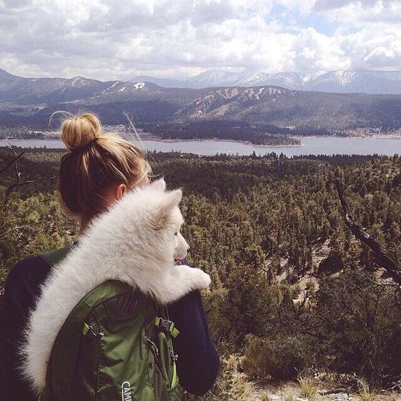 travel-samoyed